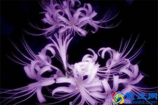 世界上最妖娆最毒的花,盘点十大妖娆美丽的毒花