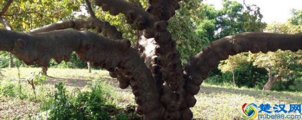 雪燕树种植条件