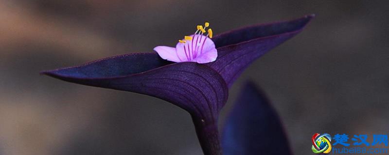 紫色叶子的植物叫什么 楚汉网 湖北门户