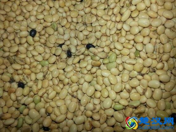 武汉界豆介绍 界豆的特点及营养价值