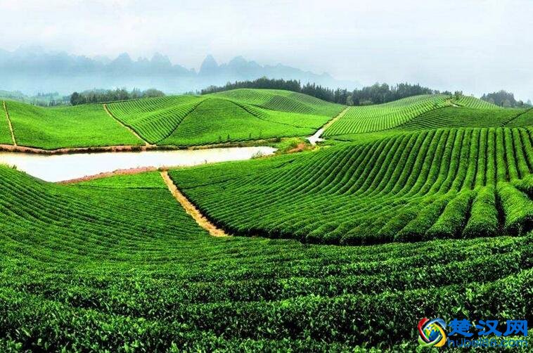 英山茶叶介绍 英山茶叶的品种与特点