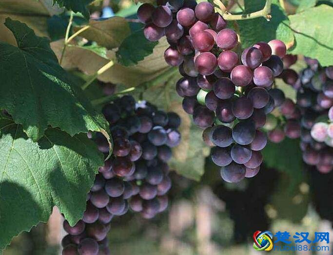 崇阳树葡萄介绍 崇阳树葡萄的特点及产业情况