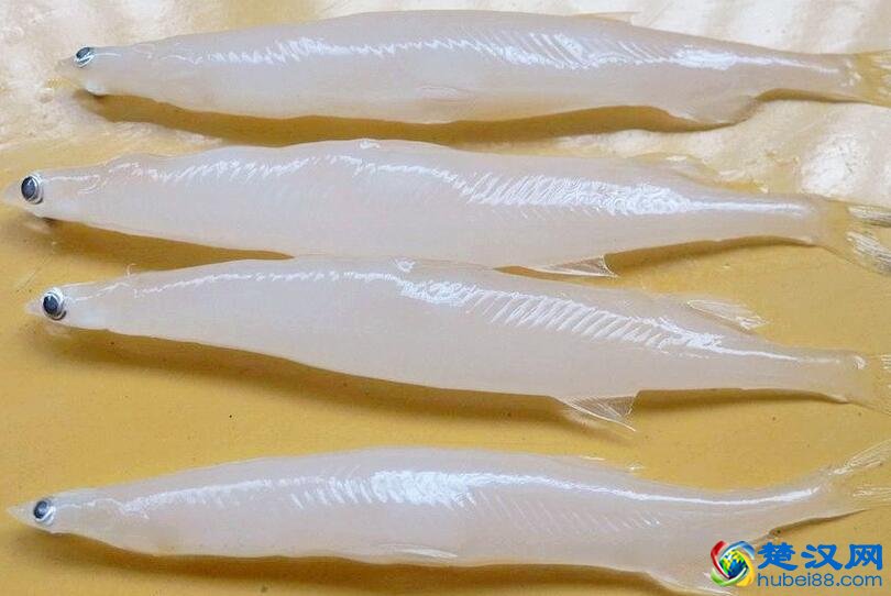 清江银鱼介绍 清江银鱼的特点及产地特征