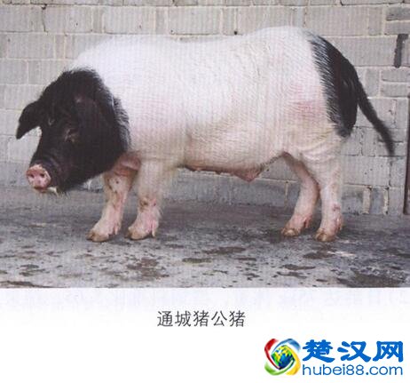 咸宁通城猪介绍 通城猪的口感及特点