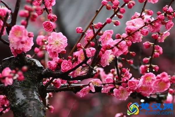 武汉市花是什么花，为什么梅花是武汉市
