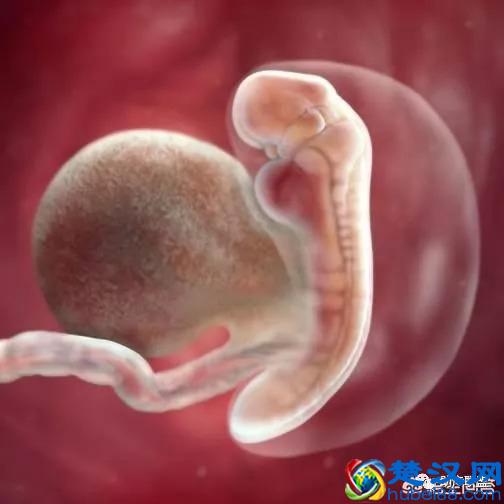 胚胎胎芽图片欣赏图片