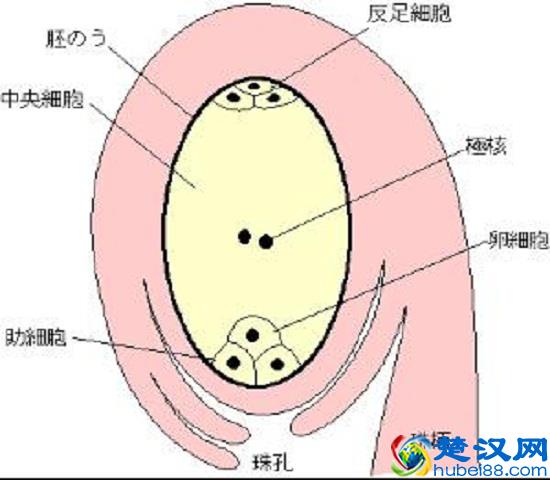 胚囊的结构(图示)