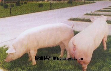 汉南坛山猪